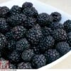 Blackberry 'Reuben' 1 Blackberry 'Reuben' -Orchard Lane Shop BLAC CWW4677 A h