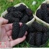 Blackberry 'Black Butte'