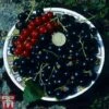 Blackcurrant 'Big Ben' Potted -Orchard Lane Shop BLAC TKA1967 A