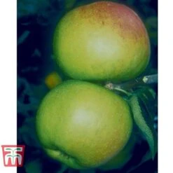 Apple 'Blenheim Orange' -Orchard Lane Shop BLEN 21213 A1