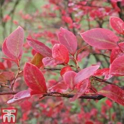 Blueberry 'Earliblue' -Orchard Lane Shop BLUE AUTUMNFOL B1