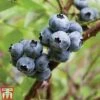 Blueberry 'Earliblue' -Orchard Lane Shop BLUE CWW3178 A