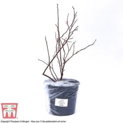 Blueberry 'Earliblue' -Orchard Lane Shop BLUE CWW3178 C