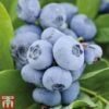 Blueberry 'Chandler' -Orchard Lane Shop BLUE CWW3179 A