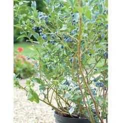 Blueberry 'Chandler' -Orchard Lane Shop BLUE CWW3179 B h