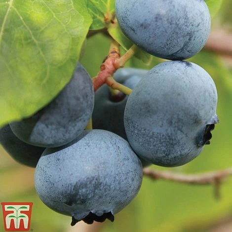 Blueberry 'Brigitta' (Late Season) 4 Blueberry 'Brigitta' (Late Season) - Image 2