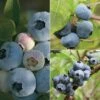 Blueberry 'Full Season Collection' 1 Blueberry 'Full Season Collection' -Orchard Lane Shop BLUE CWW3308 A
