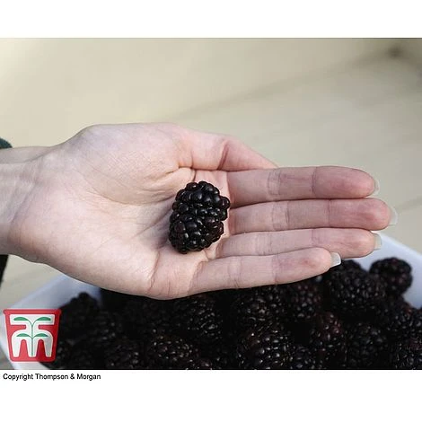 Blackberry 'Reuben' 4 Blackberry 'Reuben' - Image 2