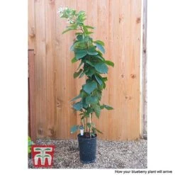 Blackberry 'Reuben' 7 Blackberry 'Reuben' -Orchard Lane Shop BLUE CWW4677 CC