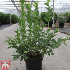 Blueberry 'Bluegold' -Orchard Lane Shop BLUE TKA3648 A