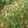 Blueberry 'Bluegold' -Orchard Lane Shop BLUE TKA3648 B