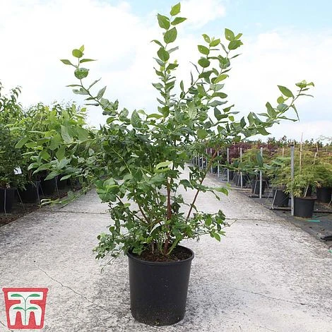 Blueberry 'Goldtraube 71' 4 Blueberry 'Goldtraube 71' - Image 2