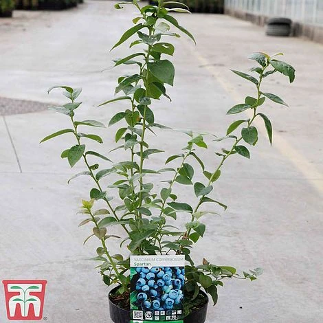 Blueberry 'Spartan' 4 Blueberry 'Spartan' - Image 2