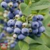 Blueberry 'Spartan' -Orchard Lane Shop BLUE TKA3660 AA