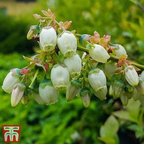 Blueberry 'Spartan' 6 Blueberry 'Spartan' - Image 4