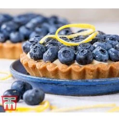 Blueberry 'Spartan' 12 Blueberry 'Spartan' -Orchard Lane Shop BLUE TKA3660 CC