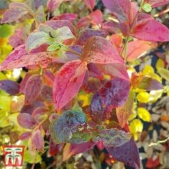 Blueberry 'Spartan' 13 Blueberry 'Spartan' -Orchard Lane Shop BLUE TKA3660 DD