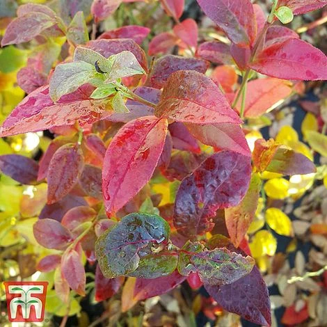 Blueberry 'Spartan' 8 Blueberry 'Spartan' - Image 6