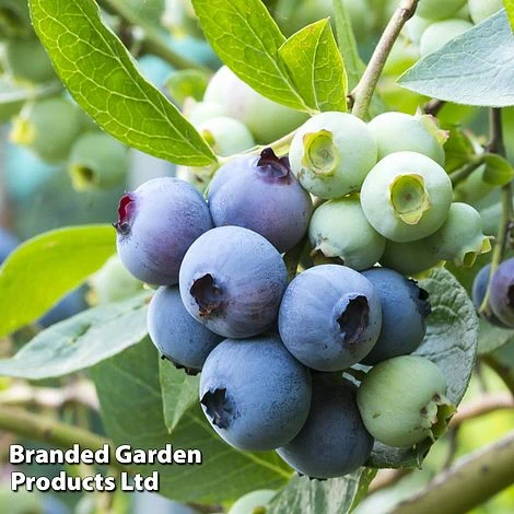 Blueberry 'Patriot' (Organic) 3 Blueberry 'Patriot' (Organic)