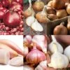 Bumper Autumn Planting Onion/Garlic/Shallot Collection -Orchard Lane Shop BUMPERAUTCOLL11