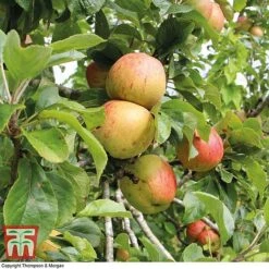 Britains Favourite Apple Tree Collection 8 Britains Favourite Apple Tree Collection -Orchard Lane Shop Bramleys Seedling