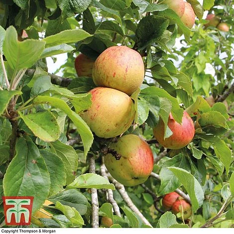 Britains Favourite Apple Tree Collection 5 Britains Favourite Apple Tree Collection - Image 3