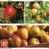 Britains Favourite Apple Tree Collection 1 Britains Favourite Apple Tree Collection -Orchard Lane Shop Brit Fav Apple Tree Coll