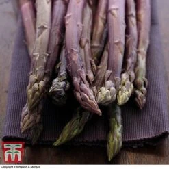 Asparagus Collection (Spring Planting) -Orchard Lane Shop Burgundin Asparagus2