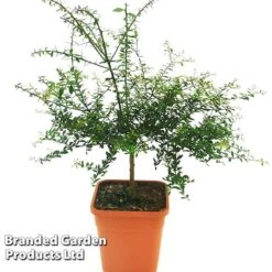 Lime 'Caviar Lime' -Orchard Lane Shop CAVIARLIME KC5364 A1