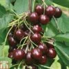 Cherry 'Sunburst' -Orchard Lane Shop CHER CWW3402 A h