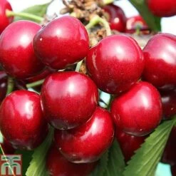Cherry 'Sunburst' -Orchard Lane Shop CHER CWW3402 B