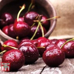Cherry 'Sunburst' -Orchard Lane Shop CHER CWW3402 D
