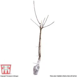 Cherry 'Sunburst' -Orchard Lane Shop CHER CWW3402 E