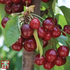 Favourite Fruit Tree Collection -Orchard Lane Shop CHER KA7999 D