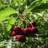 Cherry 'Sylvia' (Mini Fruit Tree) -Orchard Lane Shop CHER T10442 A1