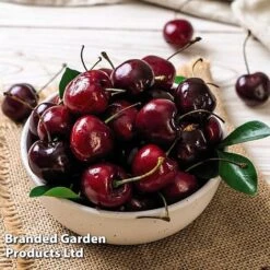 Cherry 'Sylvia' (Mini Fruit Tree) -Orchard Lane Shop CHER T10442 E1