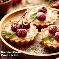 Cherry 'Sylvia' (Mini Fruit Tree) -Orchard Lane Shop CHER T10442 F