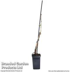 Cherry 'Sylvia' (Mini Fruit Tree) -Orchard Lane Shop CHER T10442 G