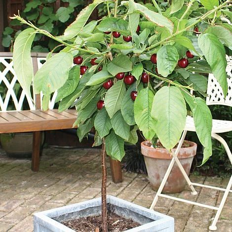 Cherry 'Hartland' (patio) 3 Cherry 'Hartland' (patio)