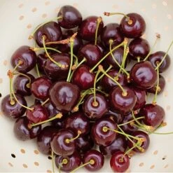 Cherry 'Hartland' (patio) 5 Cherry 'Hartland' (patio) -Orchard Lane Shop CHER T46917 B h