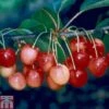 Cherry 'Merton Glory' -Orchard Lane Shop CHER TKA1765 A
