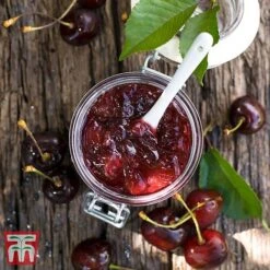 Cherry 'Morello' 9 Cherry 'Morello' -Orchard Lane Shop CHER TKA1769 DD