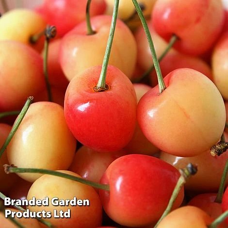 Cherry 'Bigarreau Napolean' 4 Cherry 'Bigarreau Napolean' - Image 2