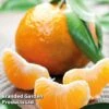 Mandarin Citrus Plant -Orchard Lane Shop CITRUSMANDARIN KC5370 A
