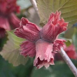 Hazelnut 'Red Cracker'