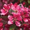 Crab Apple 'Royalty' 1 Crab Apple 'Royalty' -Orchard Lane Shop CRAB T14136 B h