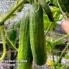 Cucumber 'Socrates' (Grafted) 2 Cucumber 'Socrates' (Grafted) -Orchard Lane Shop CUC SOC
