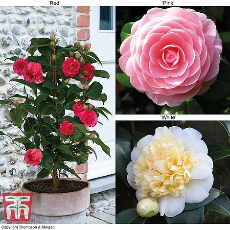 Camellia 'Blooming Wonder' - Gift 3 Camellia 'Blooming Wonder' - Gift