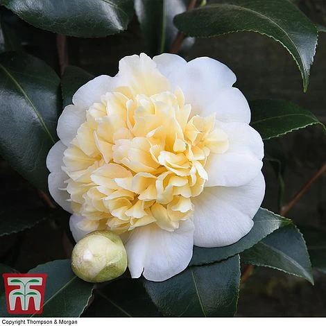 Camellia 'Blooming Wonder' - Gift 6 Camellia 'Blooming Wonder' - Gift - Image 4