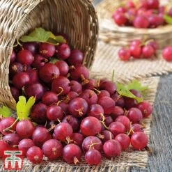 Gooseberry Collection -Orchard Lane Shop Captivator